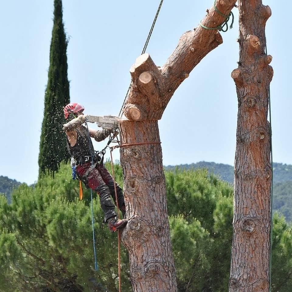 Elagage arbres - Photo 3