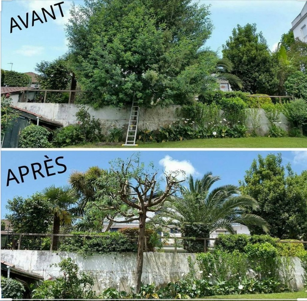 Elagage arbres - Photo 7