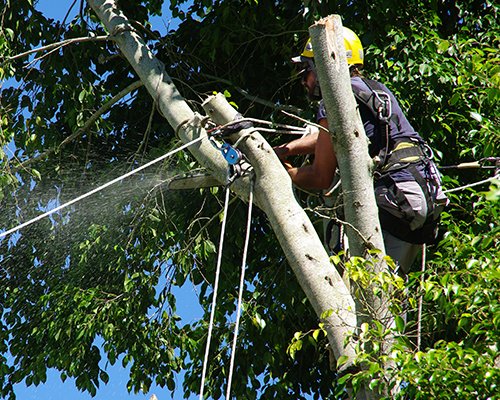 Elagage arbres