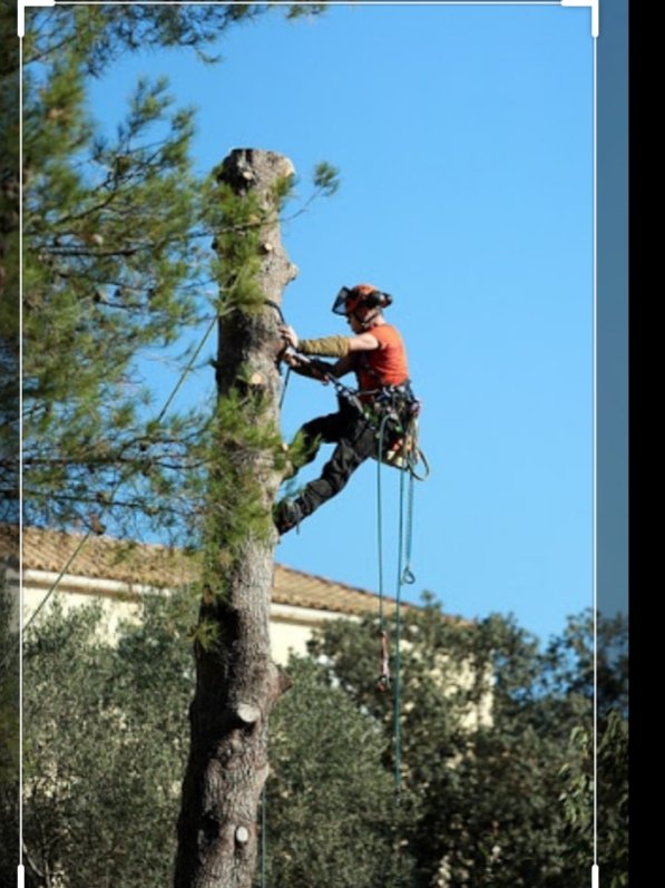 Elagage arbres - Photo 6