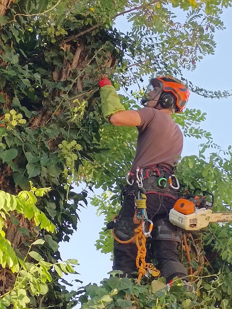 Elagage arbres - Photo 4