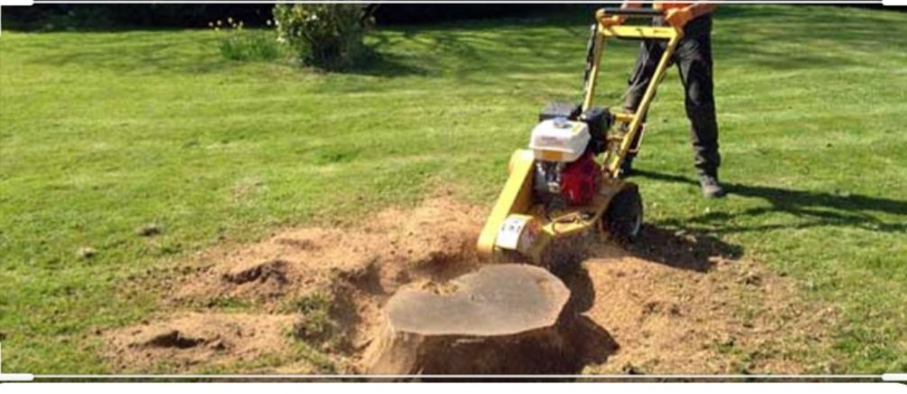 Abattage arbres - Photo 5